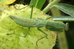 Polyspilota aeruginosa