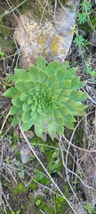 Dudleya brittonii