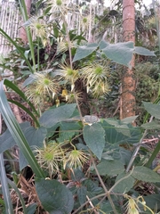 Clematis leschenaultiana