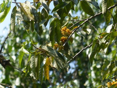 Gymnacranthera canarica