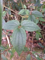 Clematis leschenaultiana
