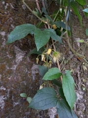 Clematis leschenaultiana