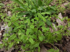 Bothriospermum zeylanicum