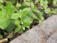 Bothriospermum zeylanicum