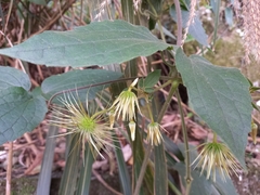 Clematis leschenaultiana