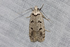 Scatochresis episema