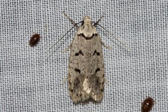 Scatochresis episema