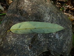 Gymnacranthera canarica