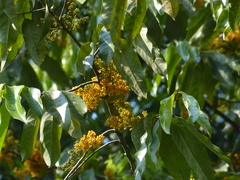 Gymnacranthera canarica