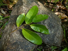 Gymnacranthera canarica