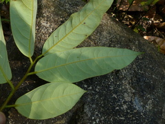 Gymnacranthera canarica