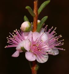 Hypocalymma strictum