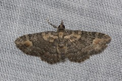 Pasiphilodes testulata