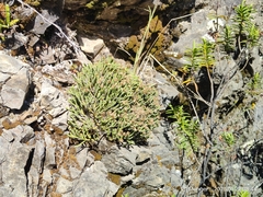 Helichrysum intermedium