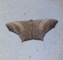 Eutomopepla vorda