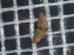 Pasiphilodes testulata