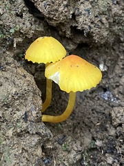 Mycena oregonensis