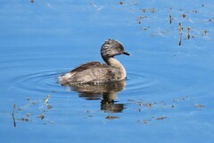 Poliocephalus poliocephalus