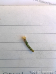 Helichrysum intermedium