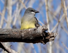Tyrannus vociferans