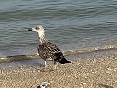 Larus fuscus graellsii