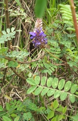 Dalea coerulea
