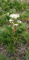 Aciphylla glacialis