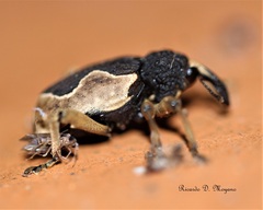 Elytrocoptus lemniscatus