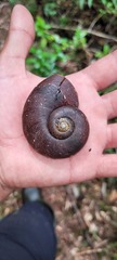 Macrocyclis peruvianus