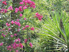 Cynanthus latirostris