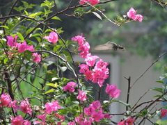 Cynanthus latirostris