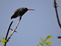 Cynanthus latirostris