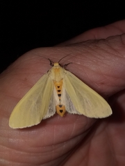 Pareuchaetes insulata