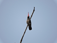 Cynanthus latirostris