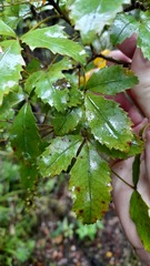 Pseudopanax discolor
