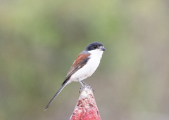 Lanius collurioides