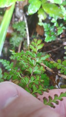 Lindsaea trichomanoides