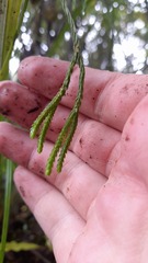 Phlegmariurus billardierei