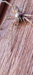 Tomopisthes horrendus