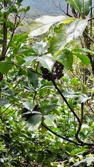 Pseudopanax laetus