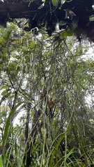 Phlegmariurus billardierei