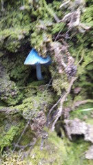 Entoloma hochstetteri