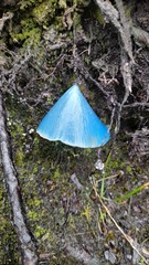 Entoloma hochstetteri