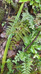 Lindsaea trichomanoides