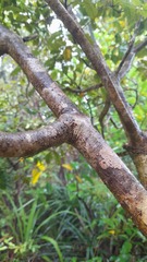 Pseudopanax discolor