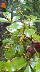 Pseudopanax discolor