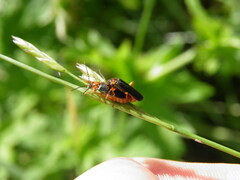 Cantharis flavilabris