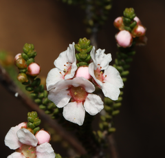 Malleostemon microphyllus