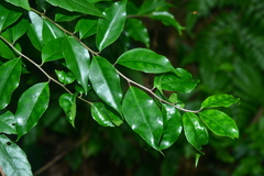 Ilex rotunda