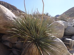 Nolina bigelovii